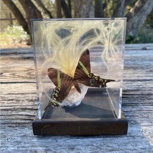 Vintage Butterfly Taxidermy